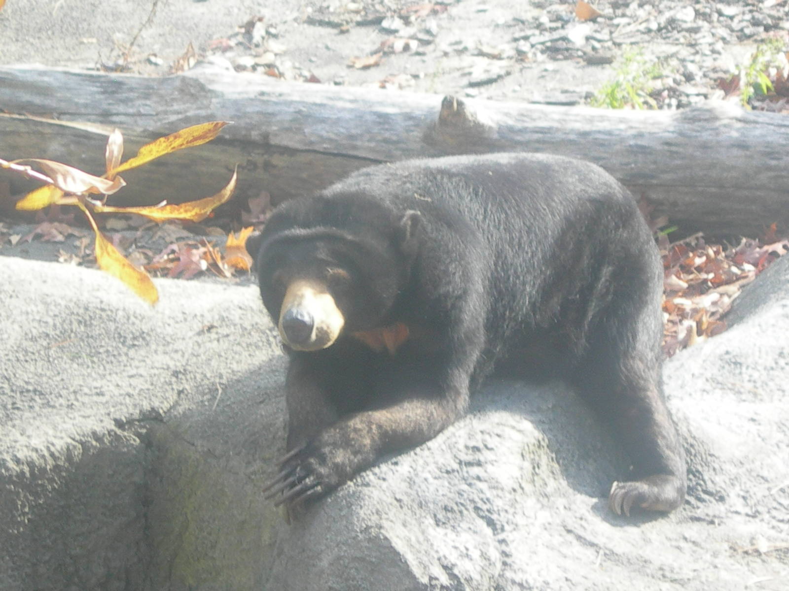 Malayan Sun Bear