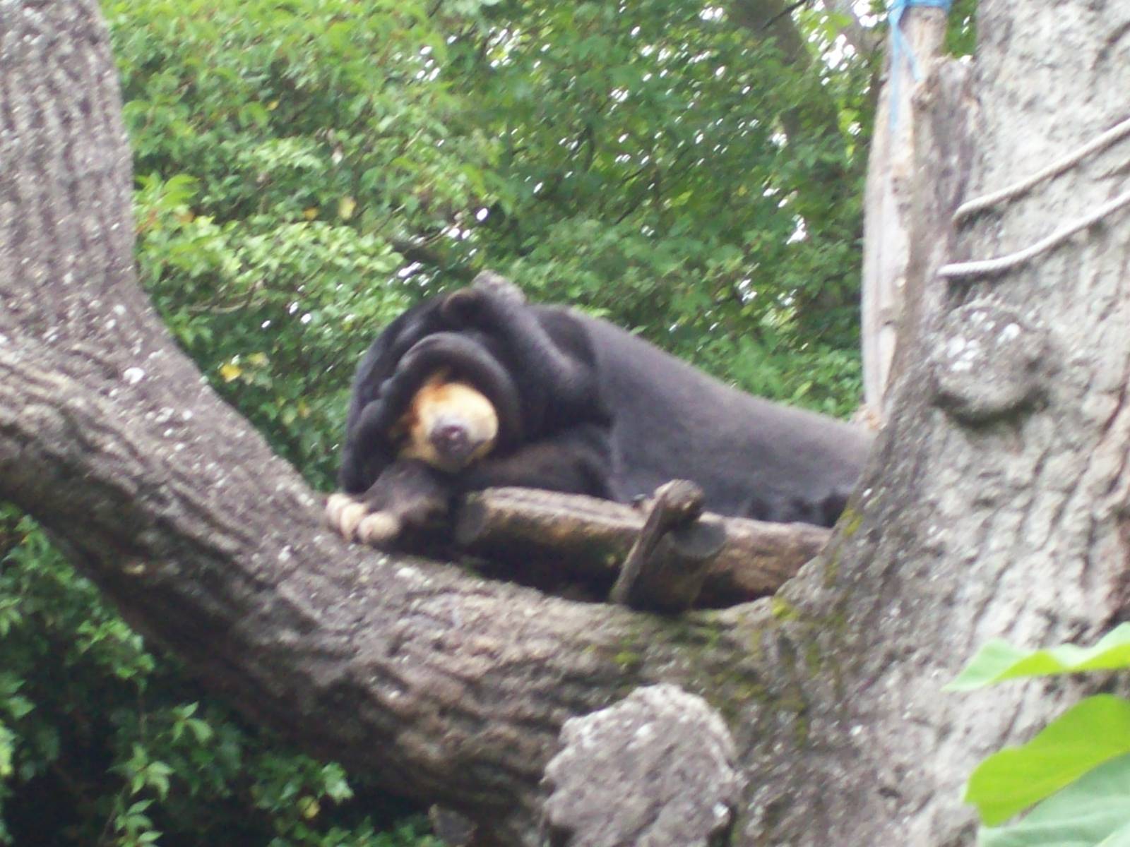 malayan sun bear