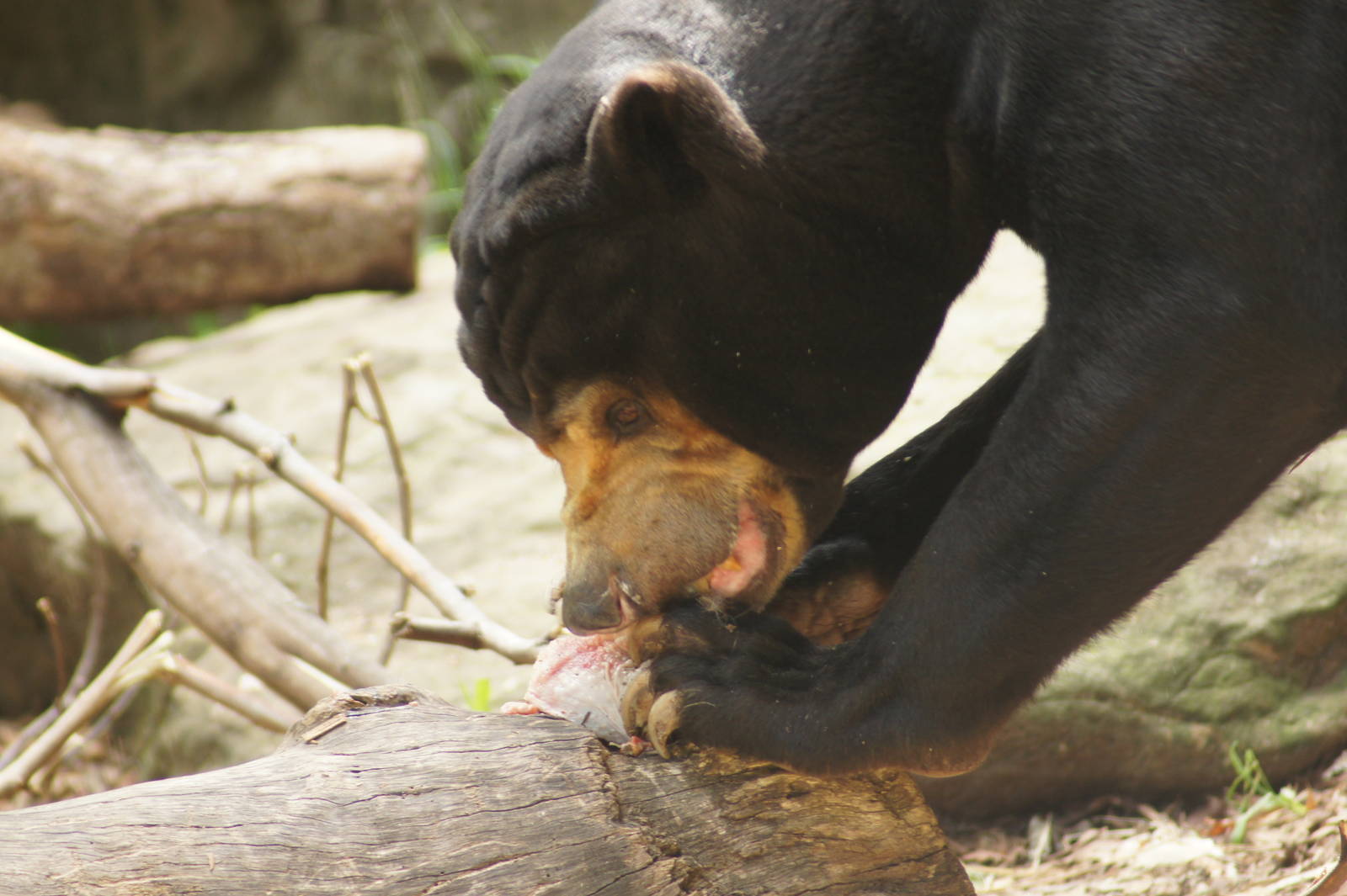 Malayan sun bear