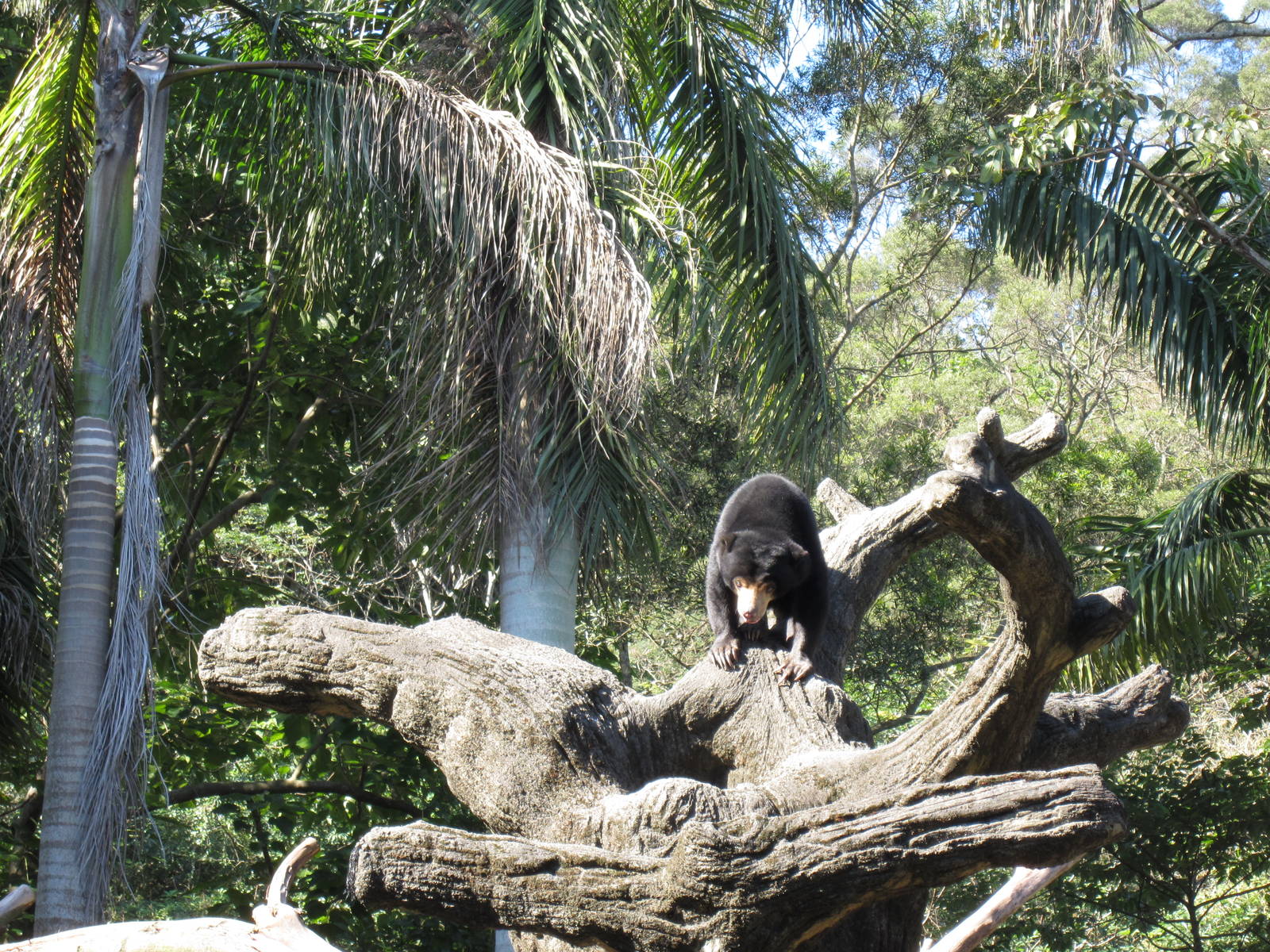 Malayan sun bear
