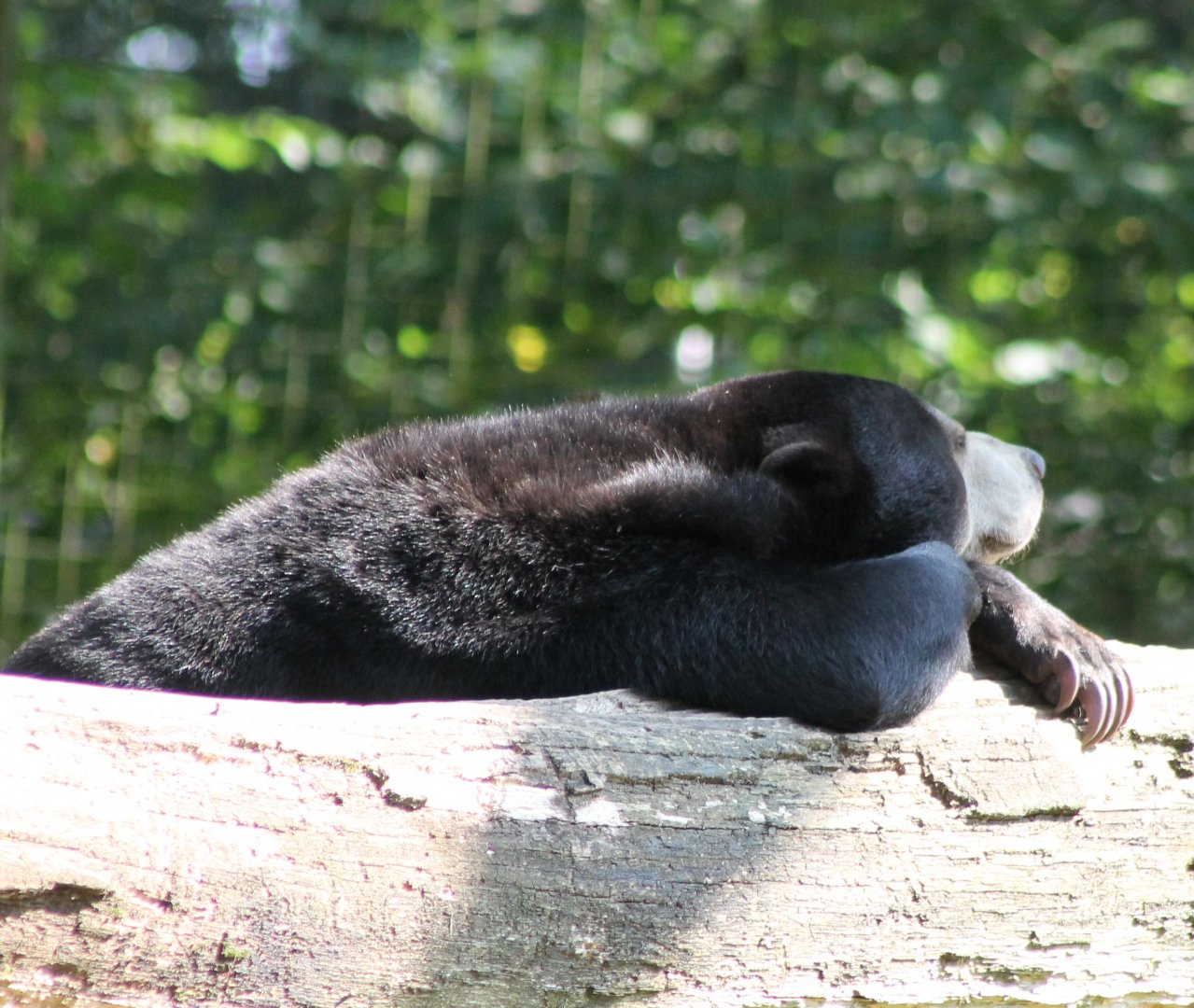 Malayan sun bear