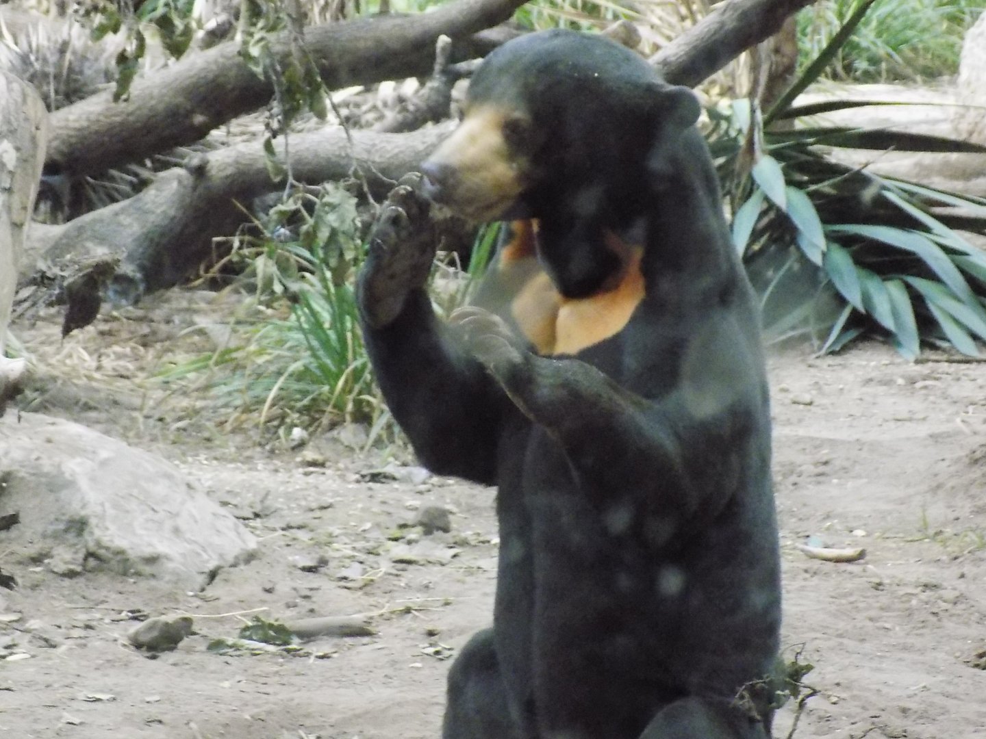 Malayan Sun Bear