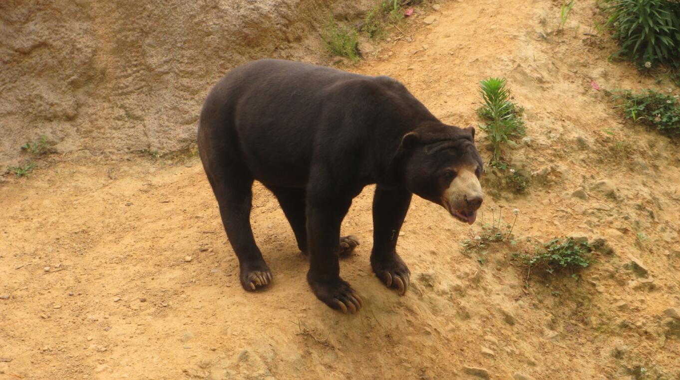 Malayan sun bear