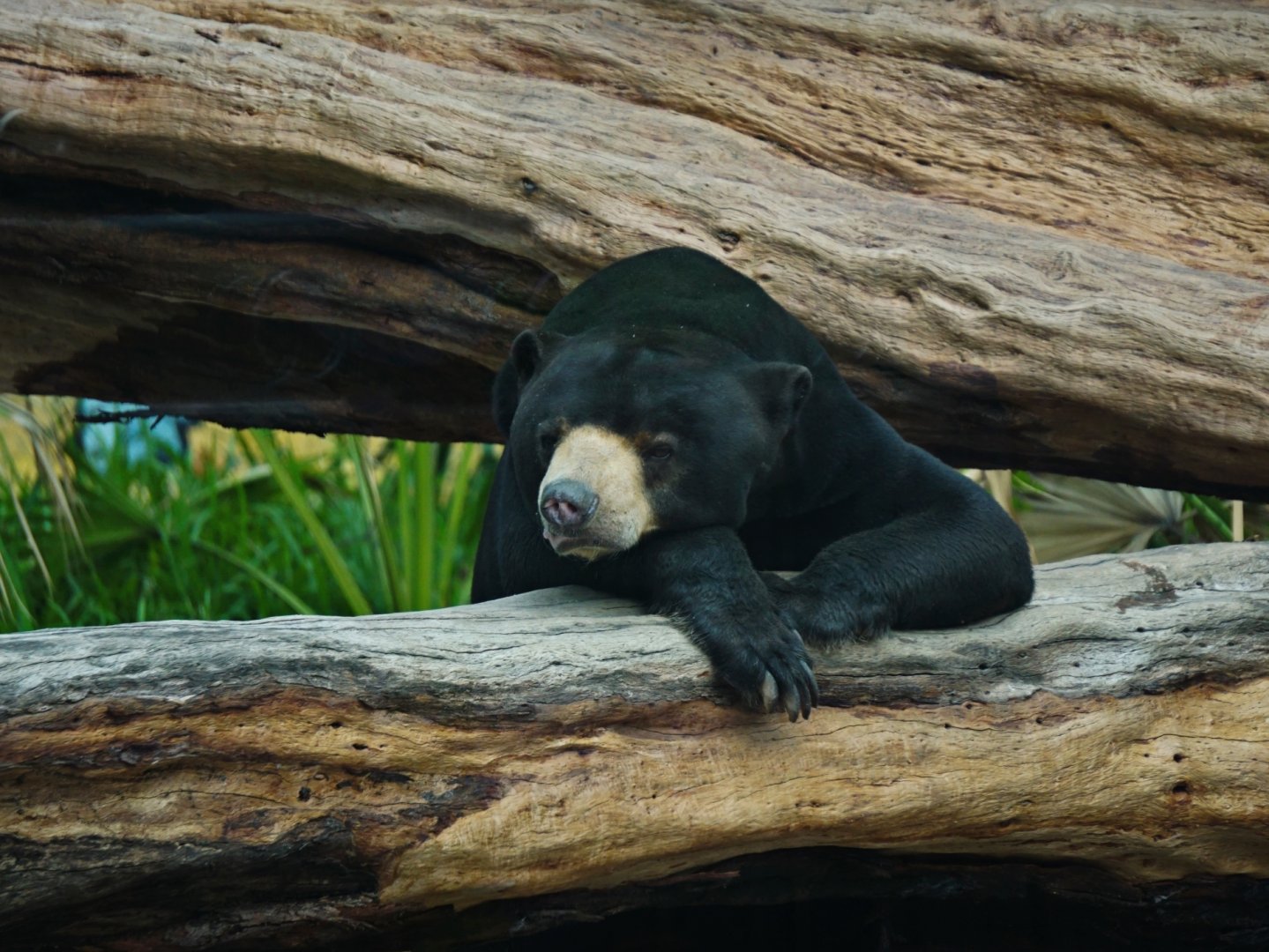 Malayan sun bear