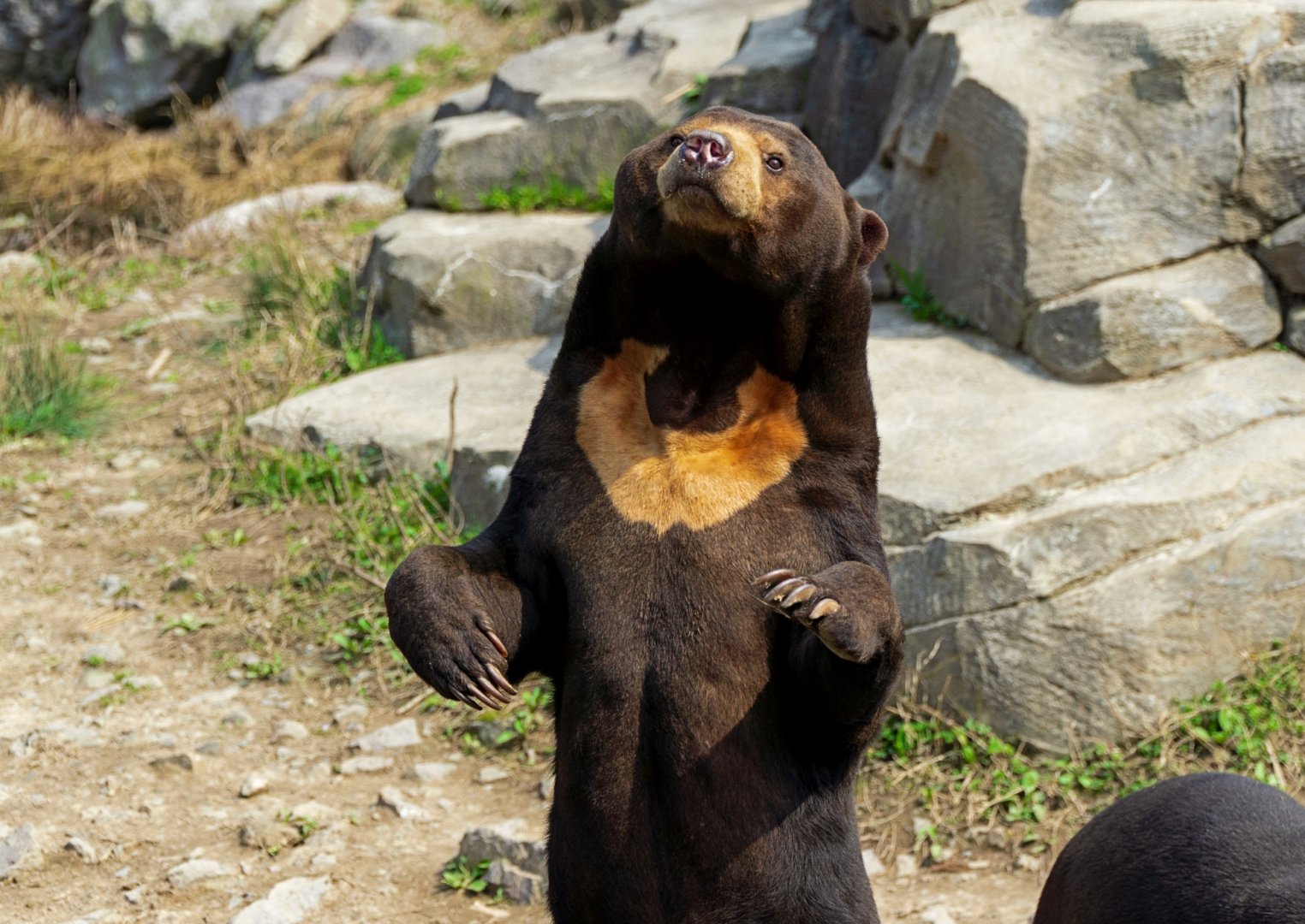 Malayan sun bear