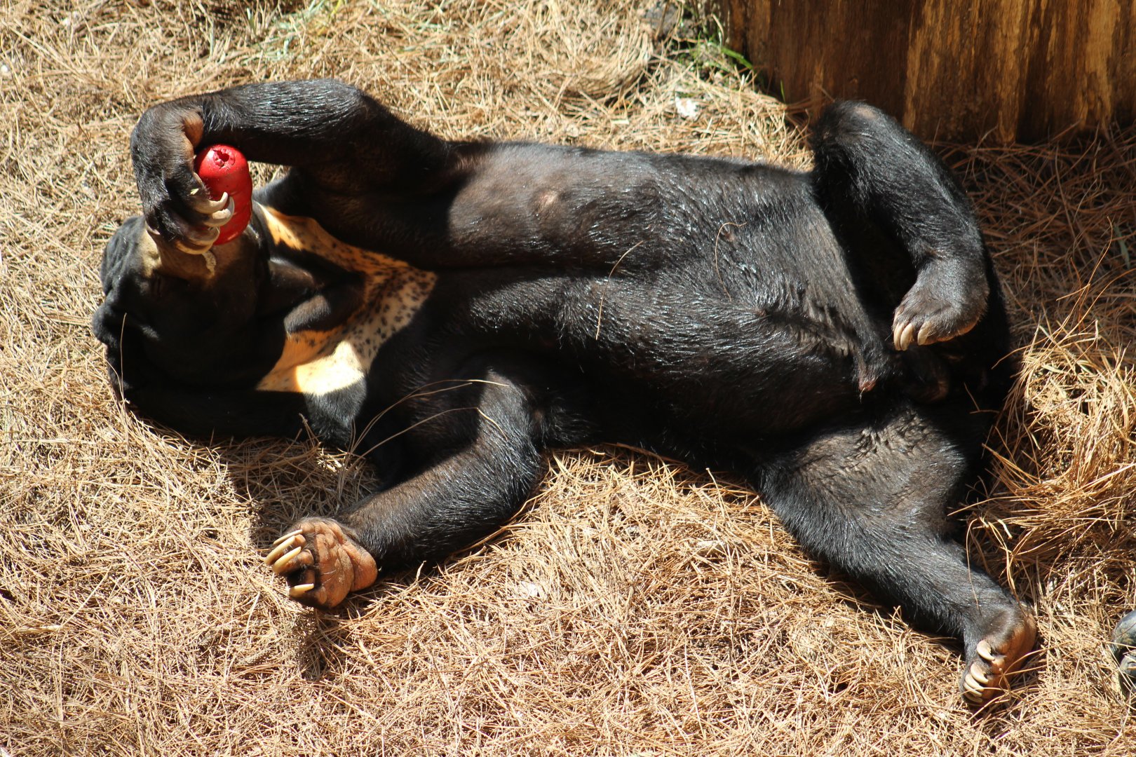 Malayan Sun Bear
