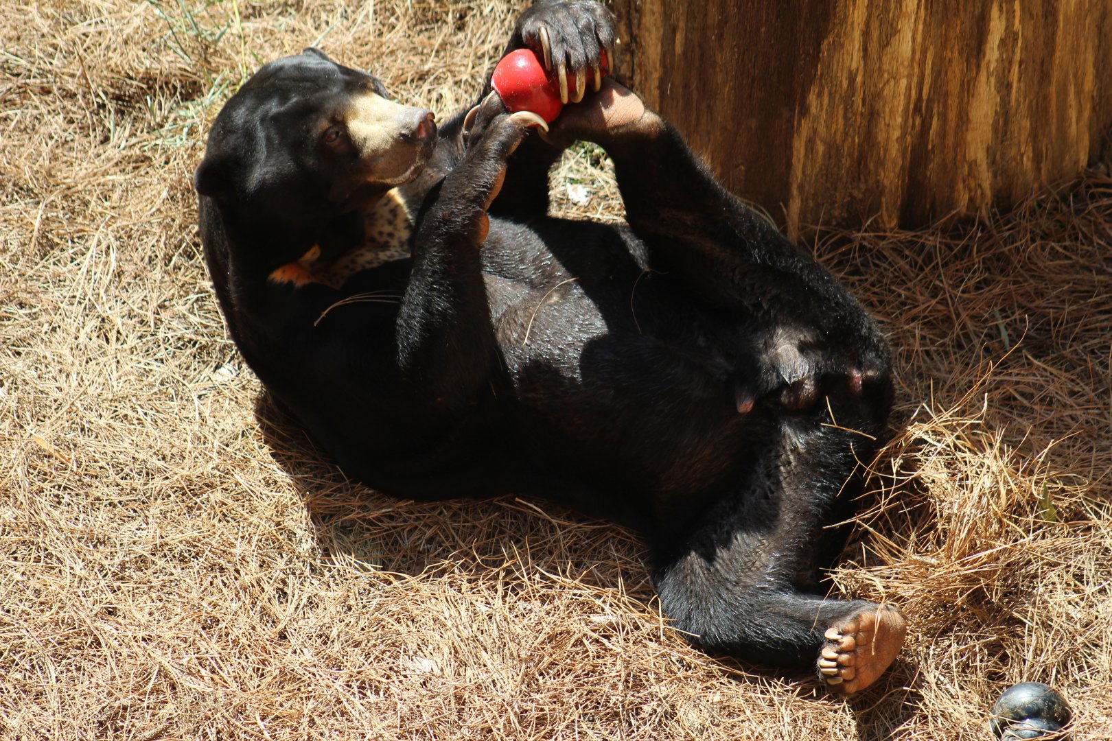 Malayan Sun Bear