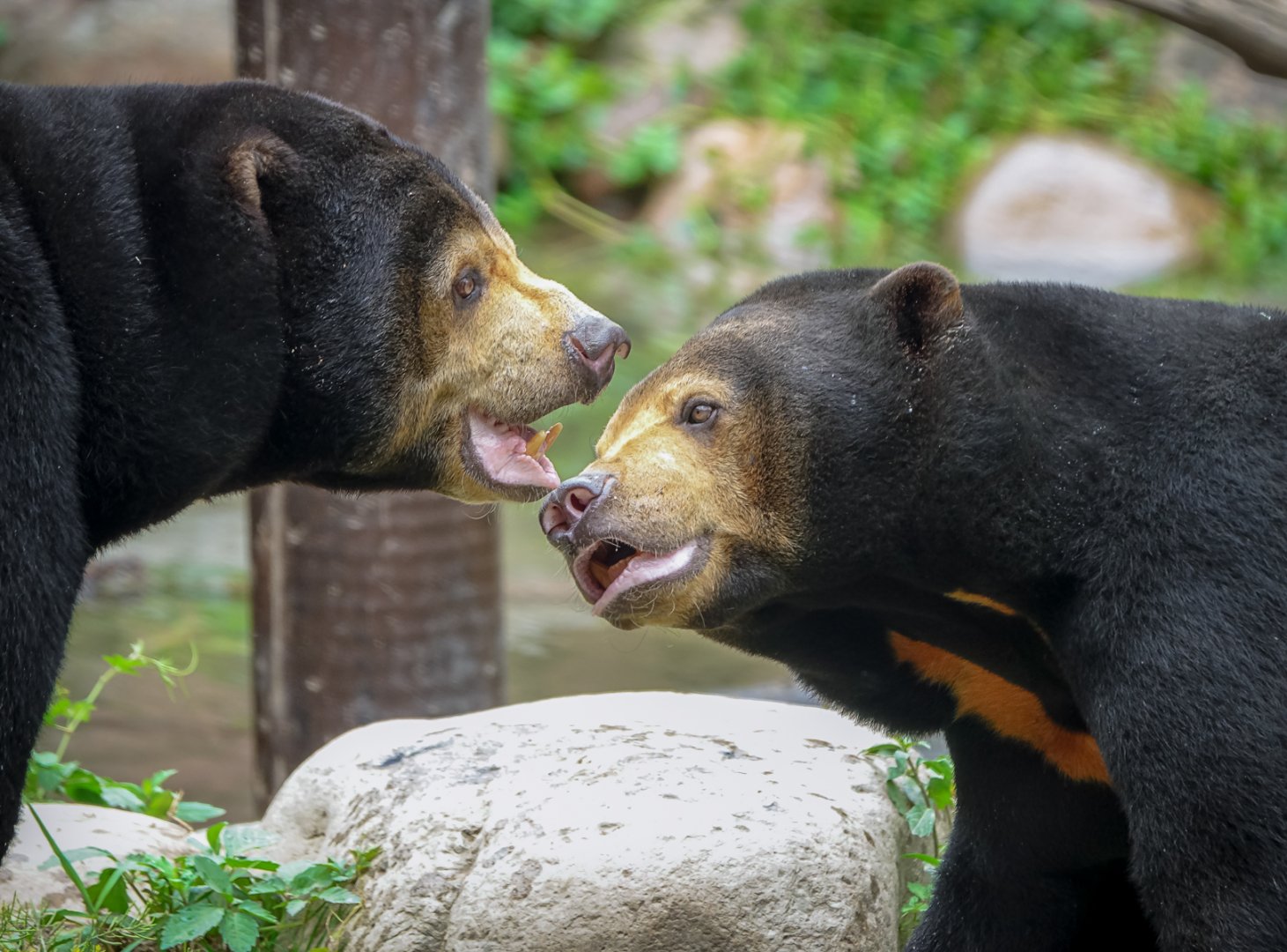 Malayan sun bear