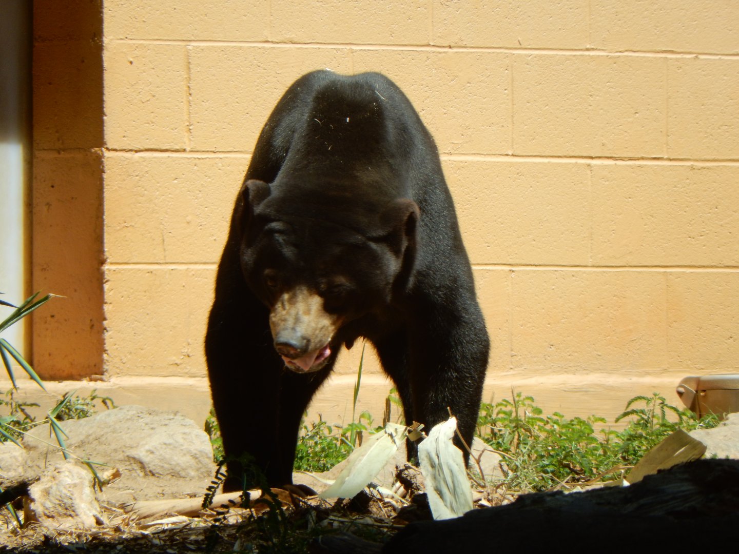 Malayan Sun Bear