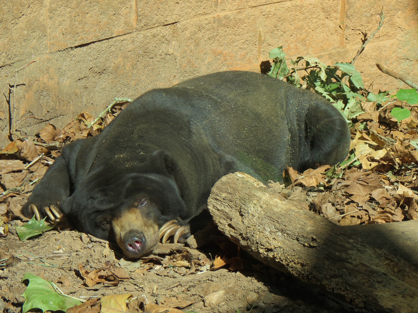 Malayan Sun Bear
