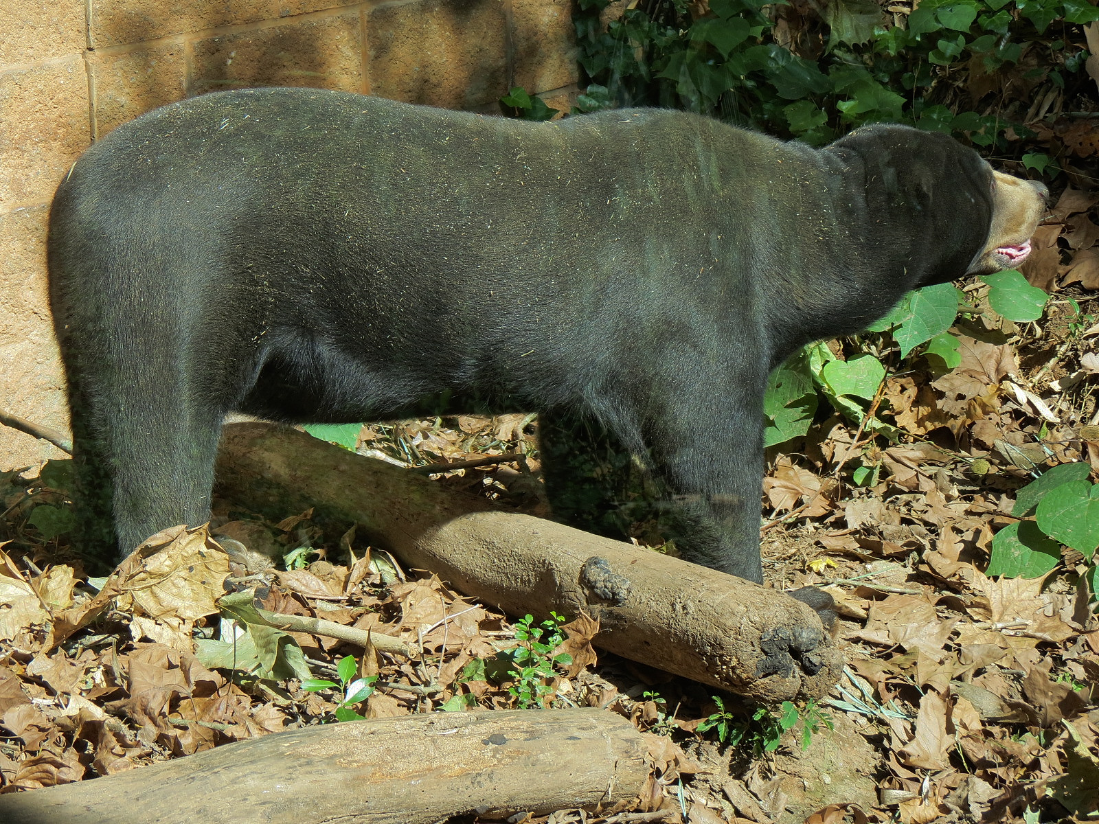 Malayan Sun Bear