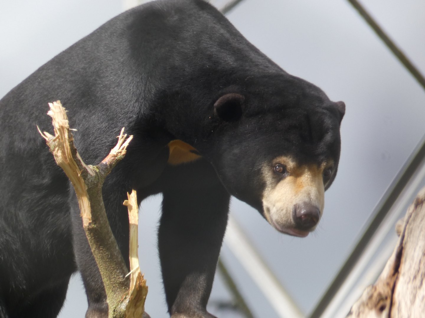 Malayan sun bear