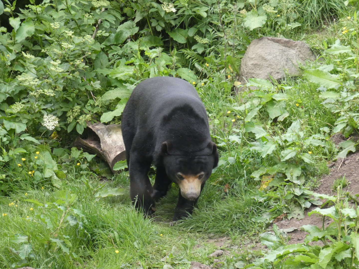 Malayan sun bear