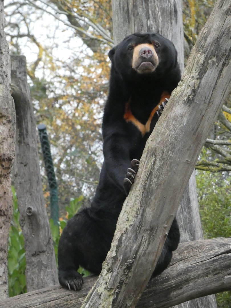 Malayan sun bear
