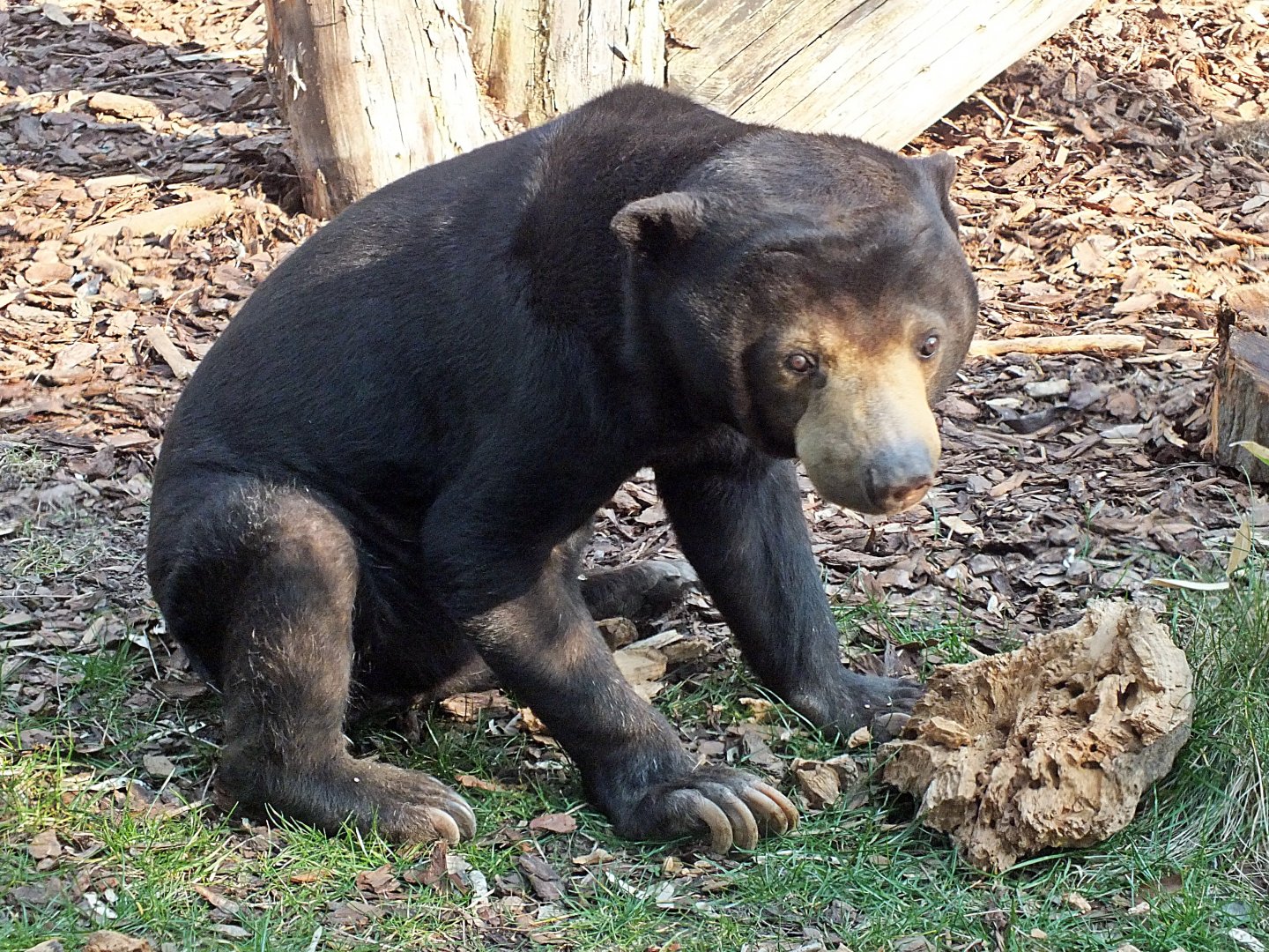 Malayan sun bear