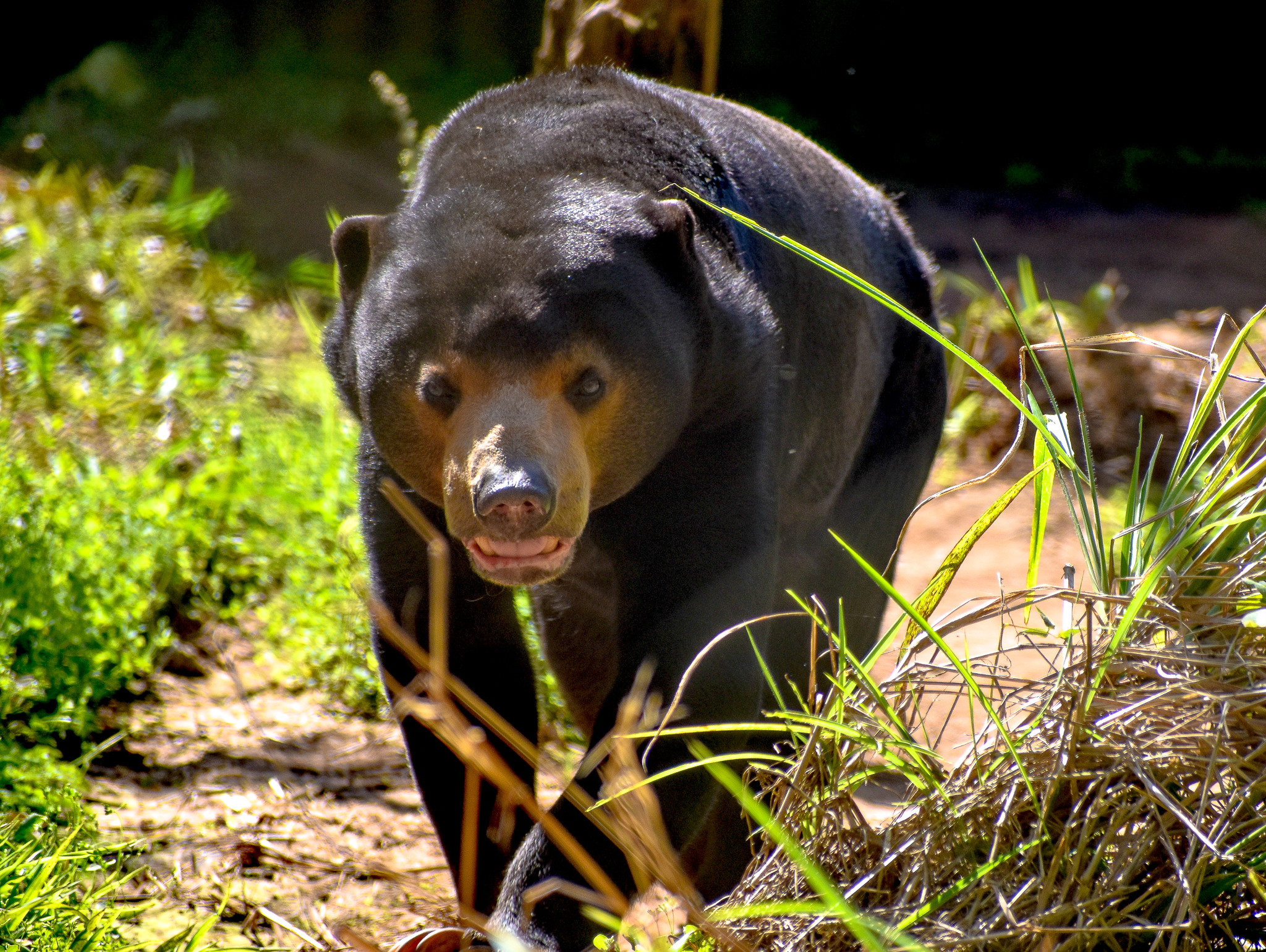 Malayan Sun Bear