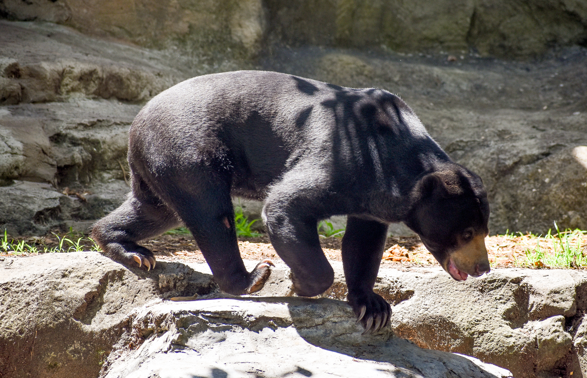 Malayan Sun Bear