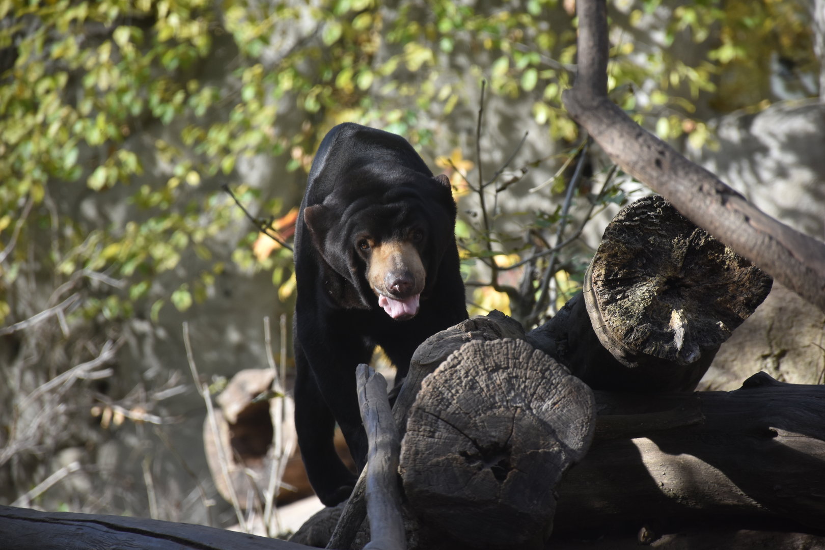 Malayan sun bear