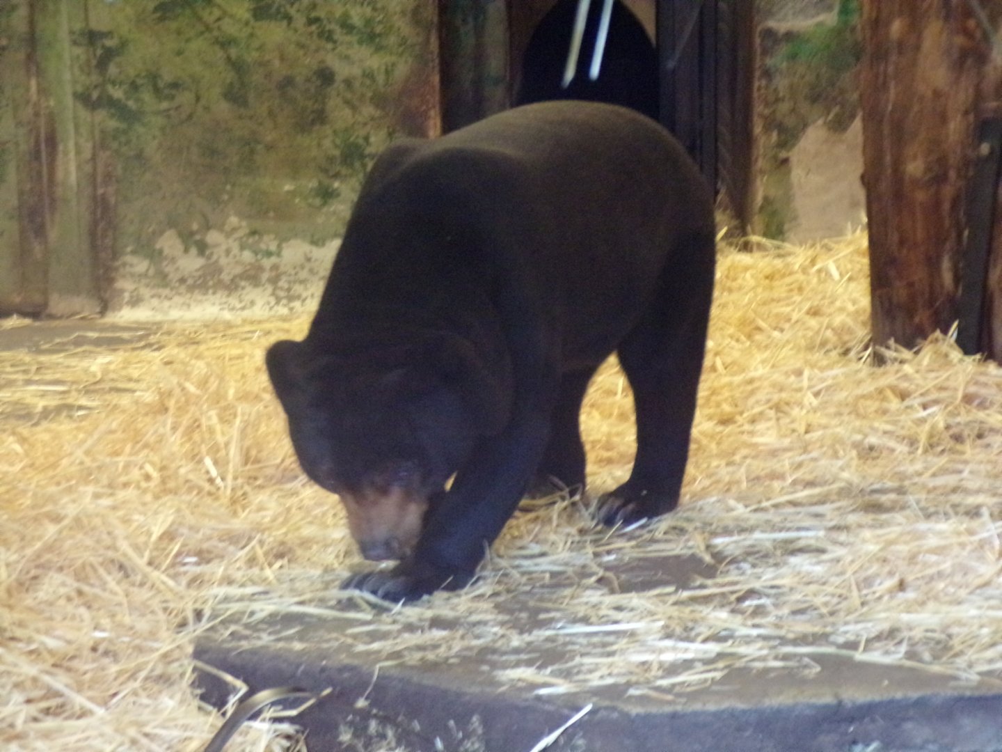 Malayan sun bear