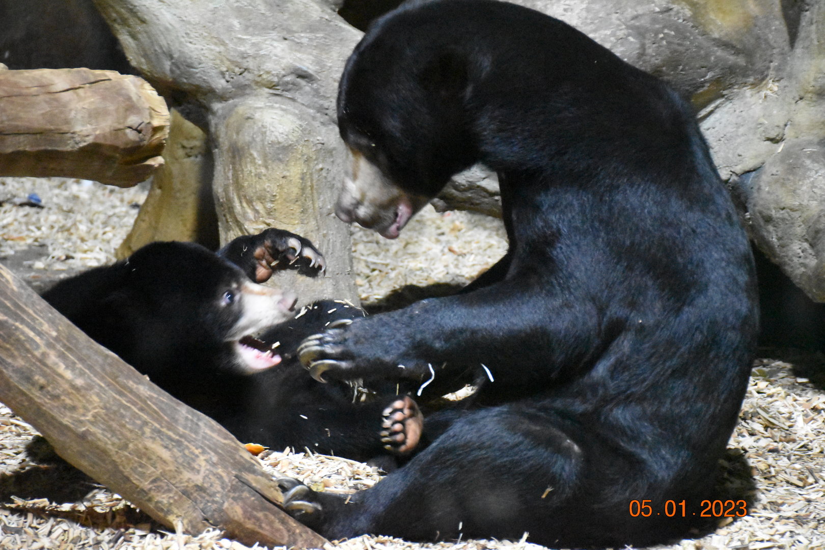 Malayan sun bear