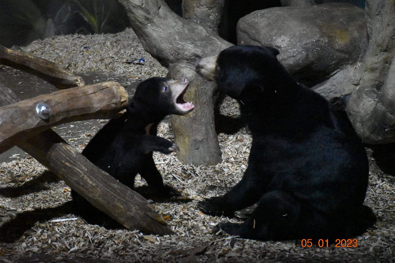 Malayan sun bear