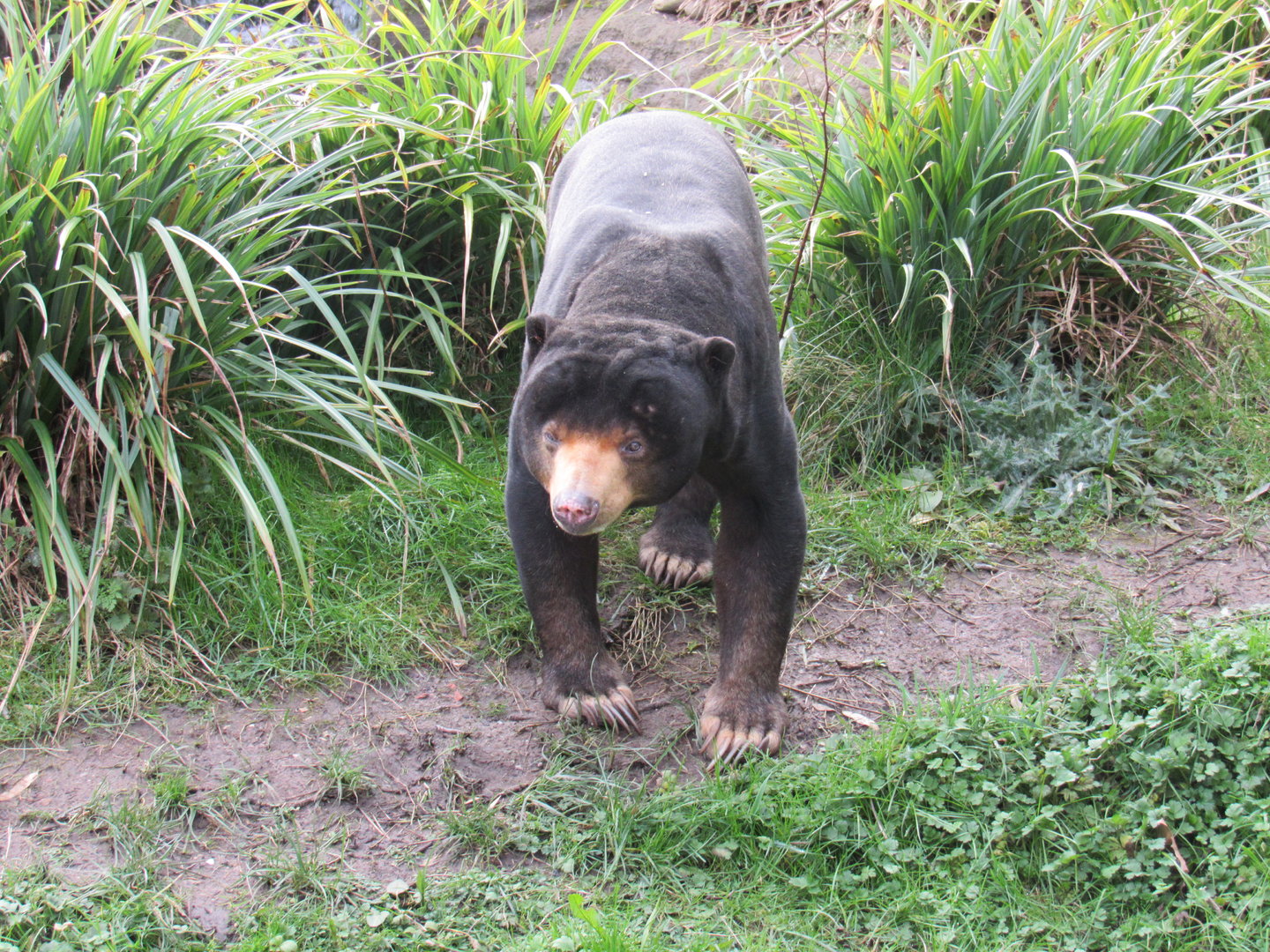Malayan Sun Bear
