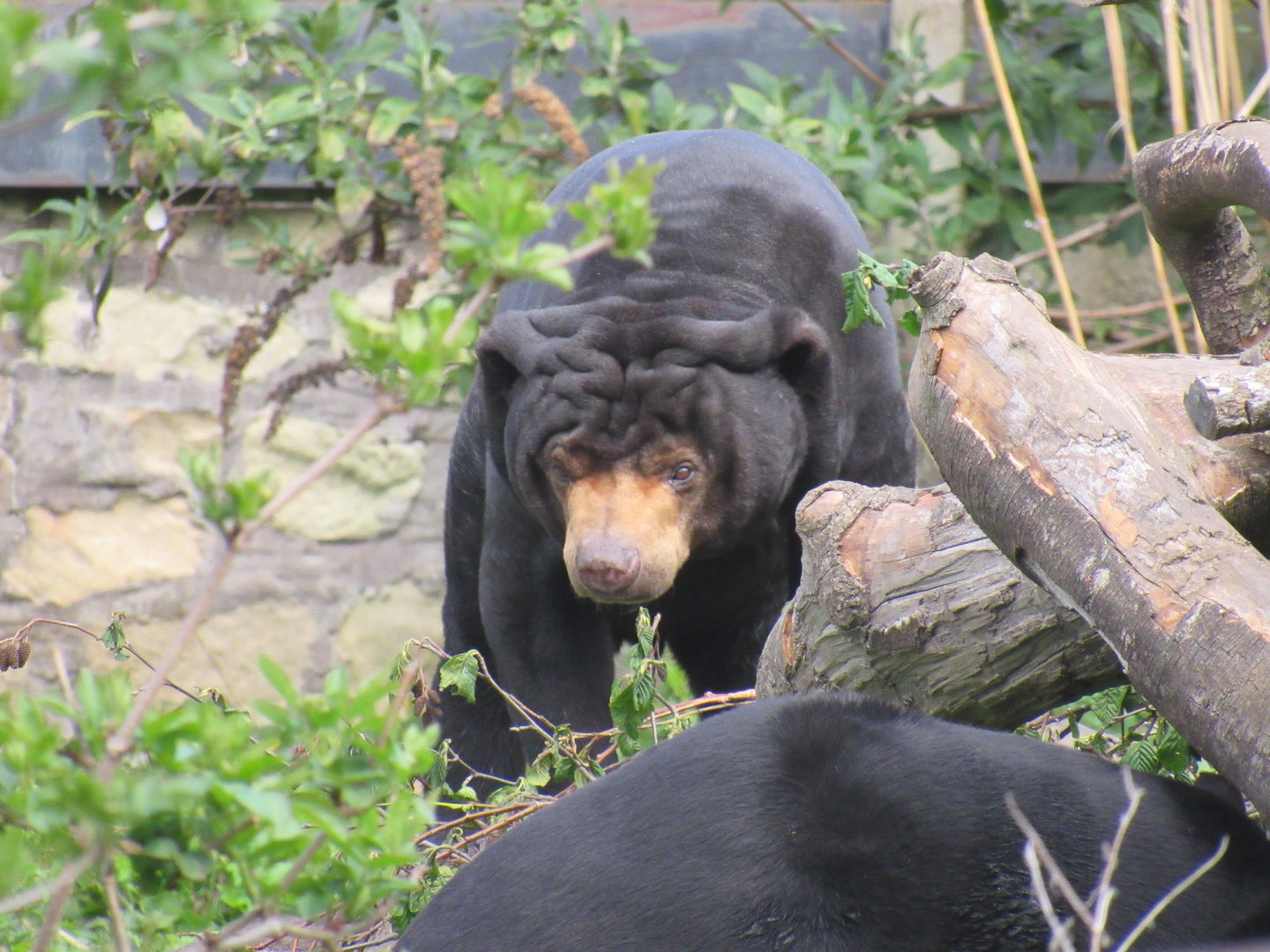 Malayan Sun Bear