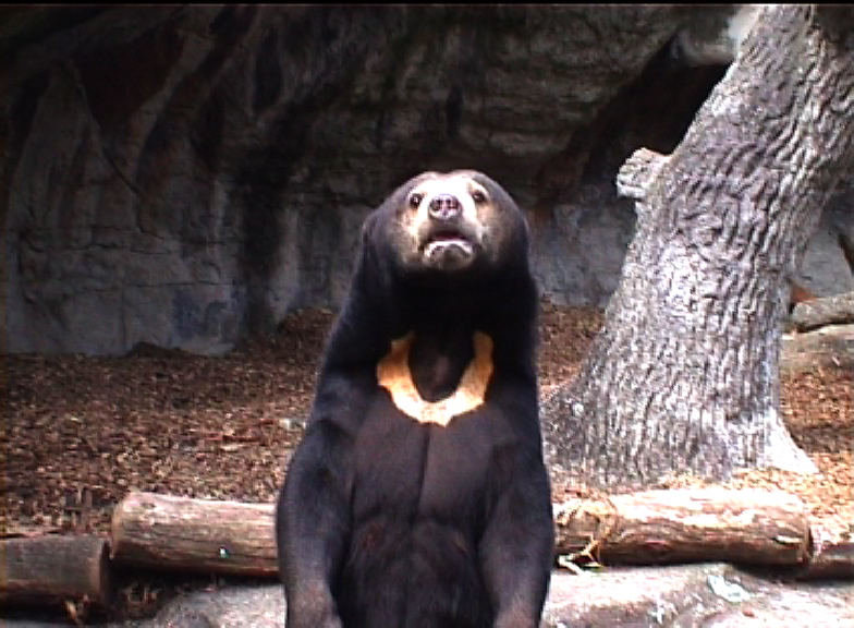 Malayan sun bear