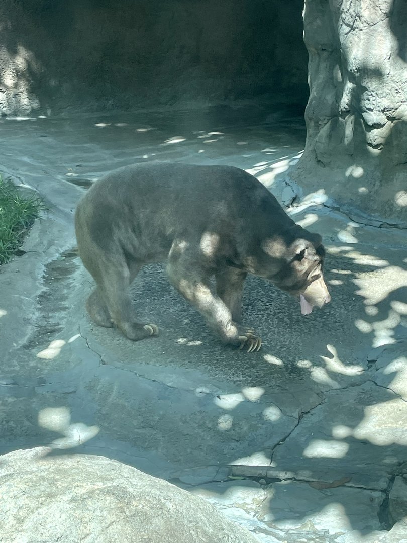 Malayan Sun Bear