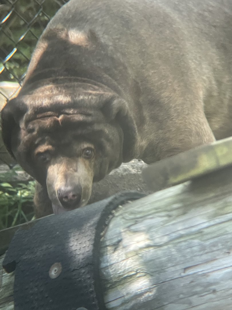 Malayan Sun Bear