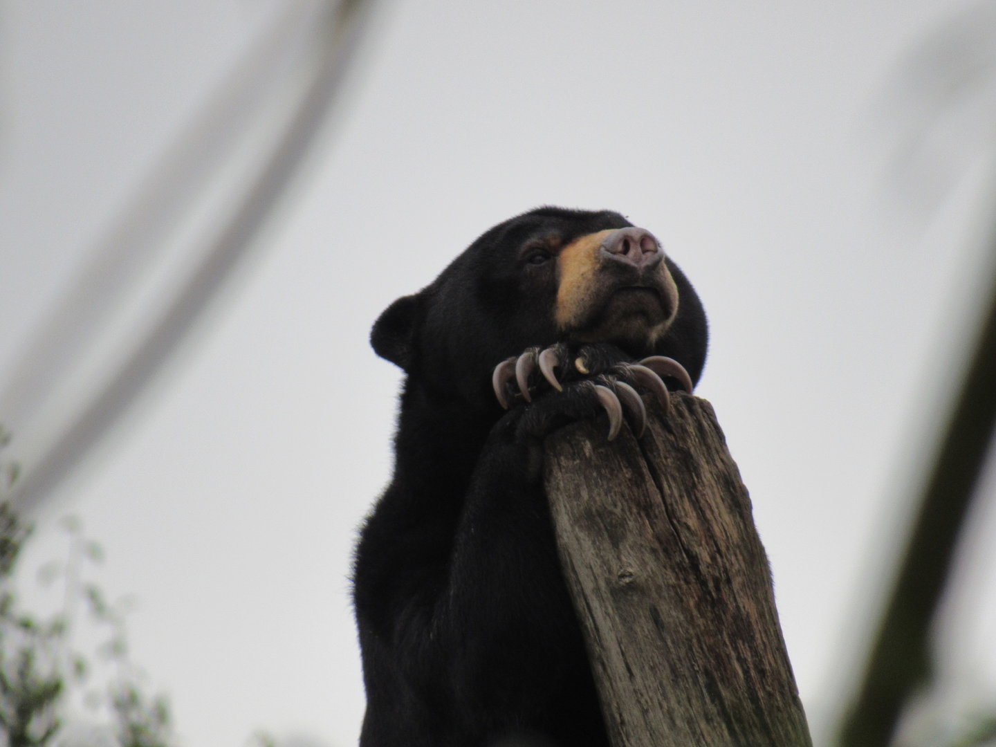 Malayan Sun Bear