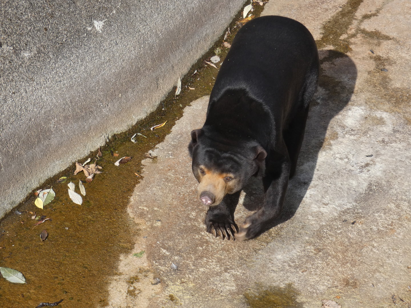 Malayan sun bear
