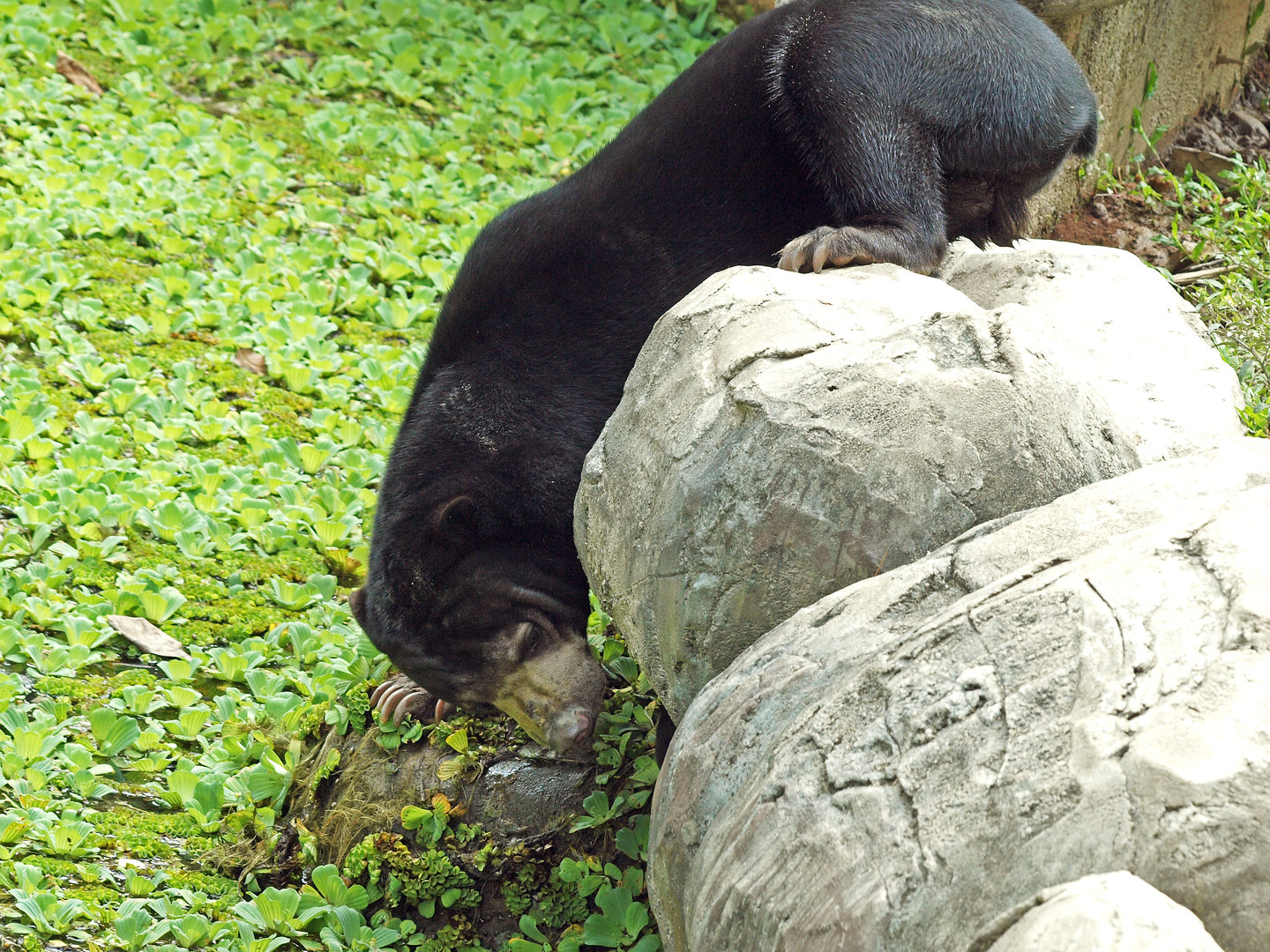 Malayan sun bear