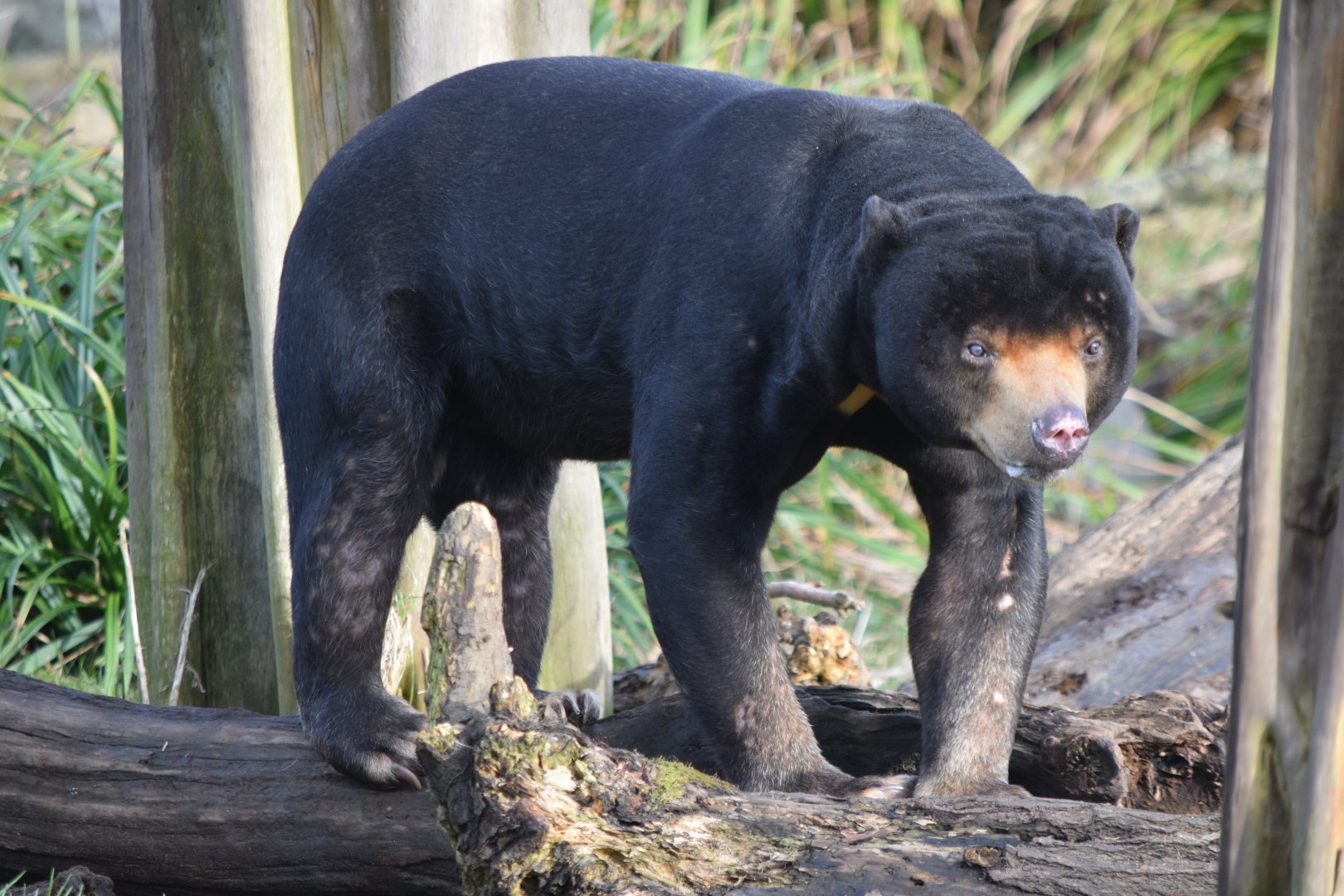 Malayan sun bear