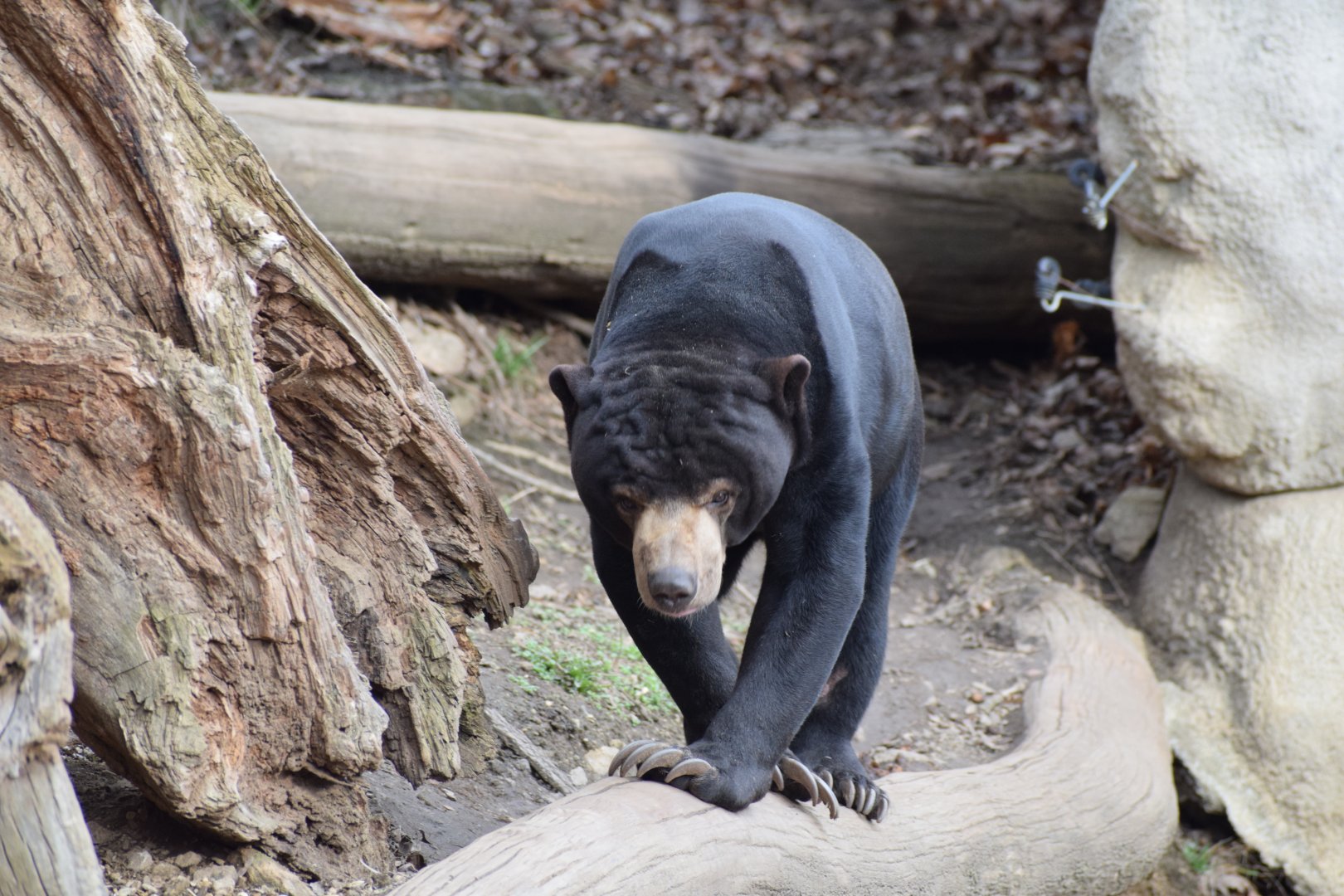 Malayan sun bear