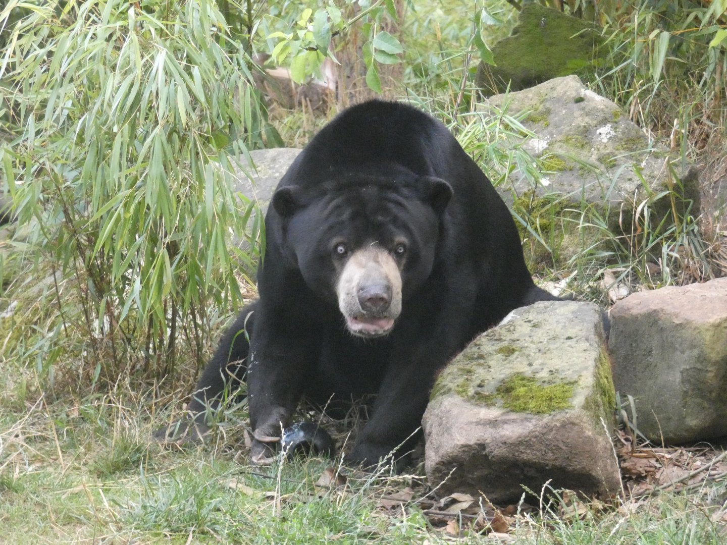 Malayan sun bear