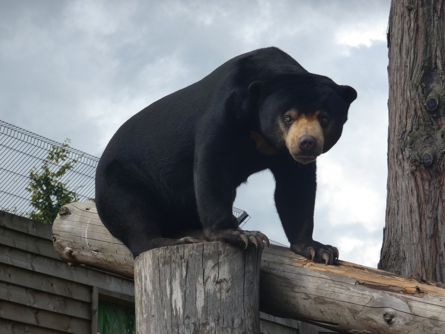 Malayan sun bear