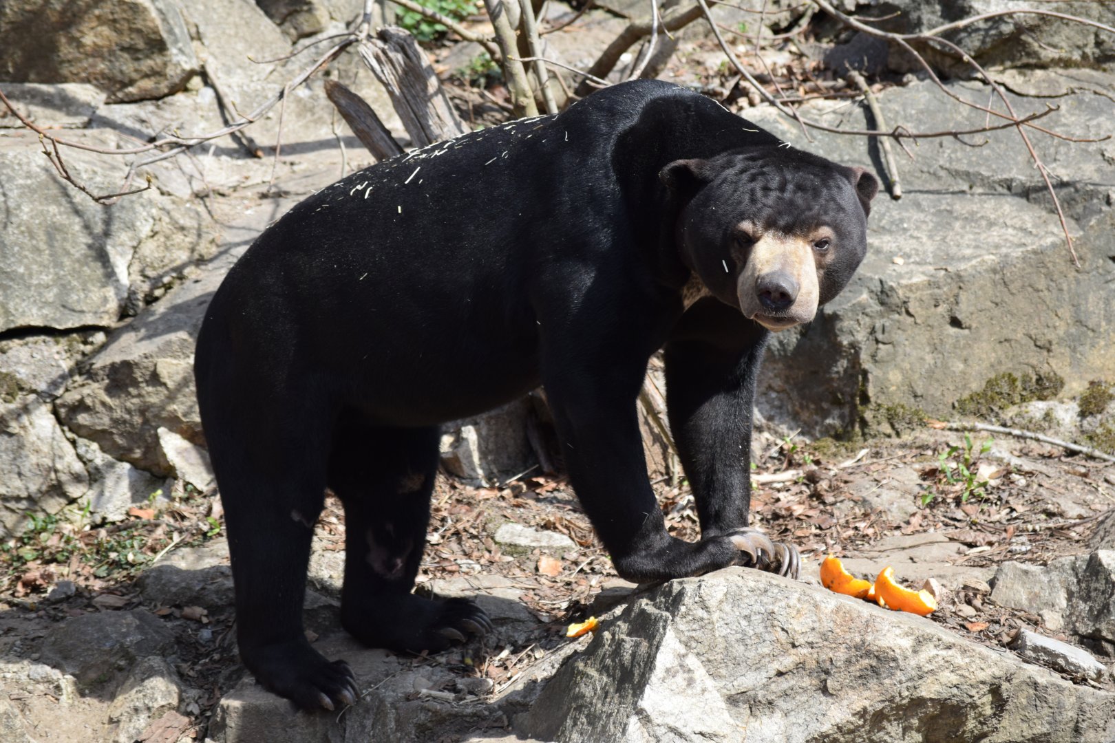 Malayan sun bear