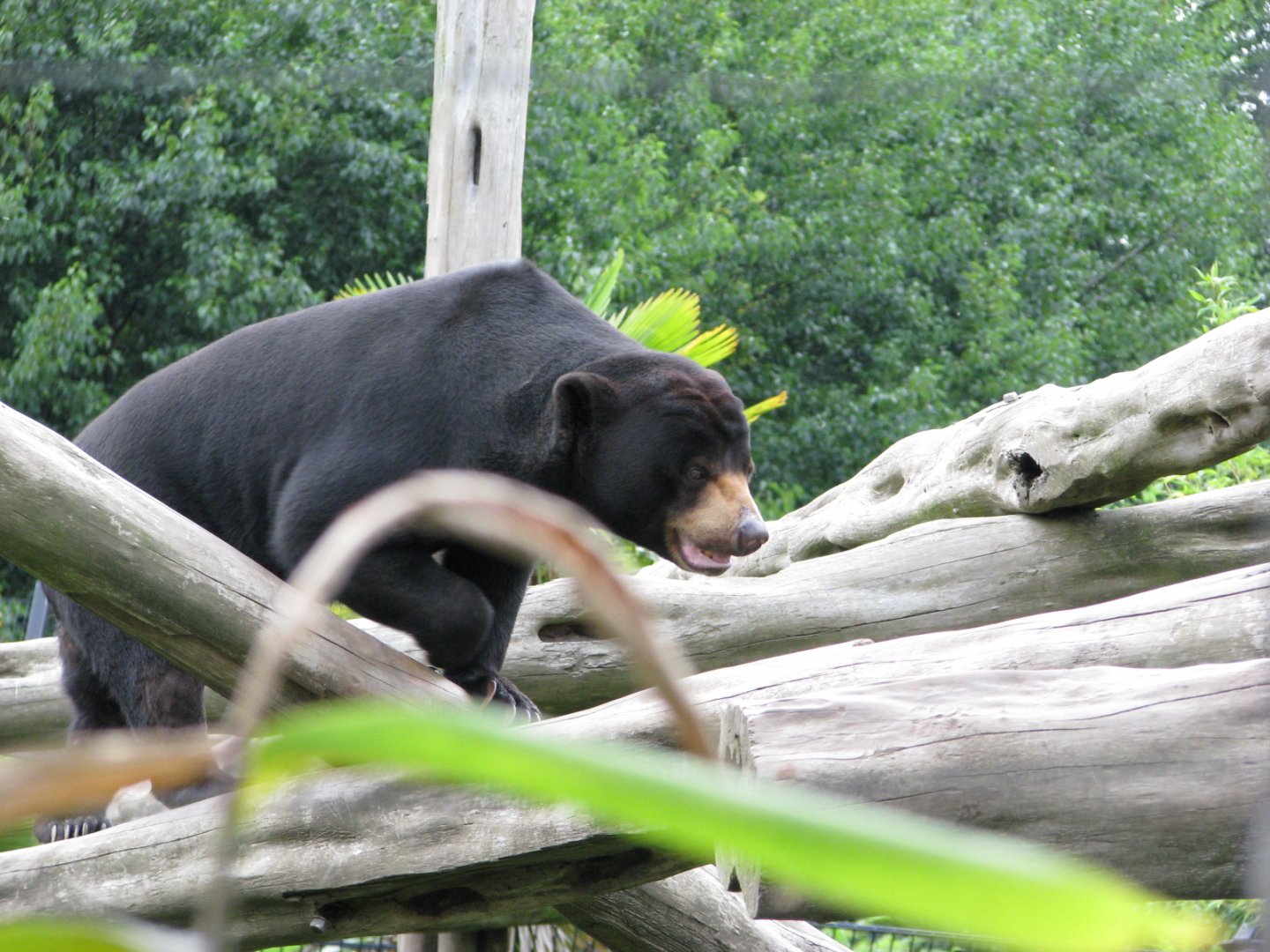 Malayan sun bear