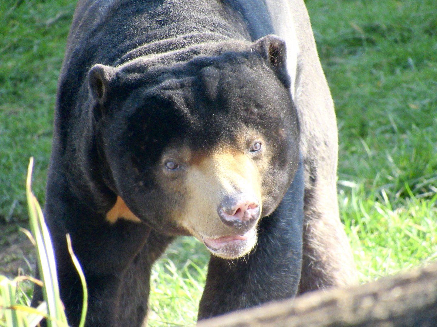 Malayan sun bear