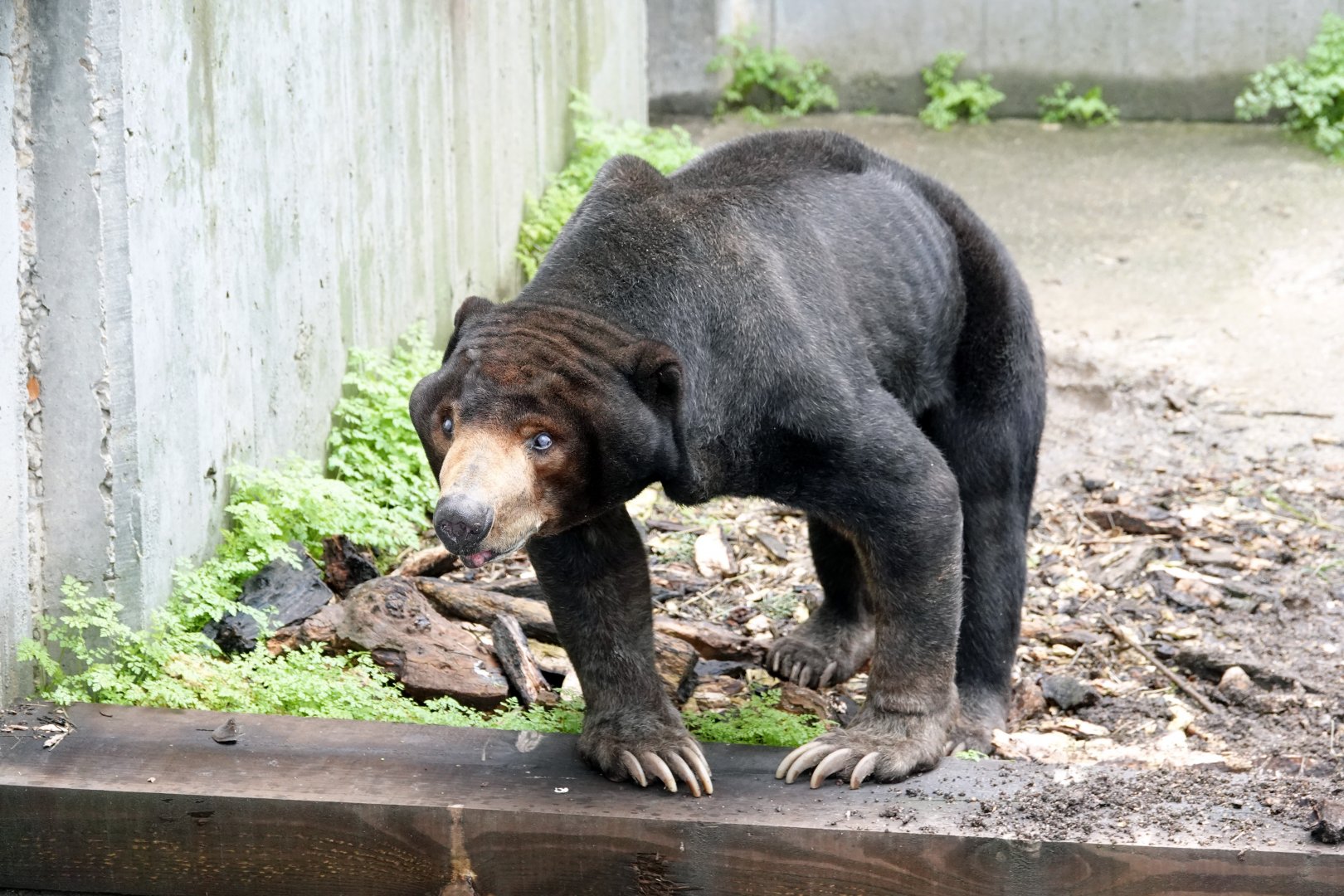 Malayan sun bear