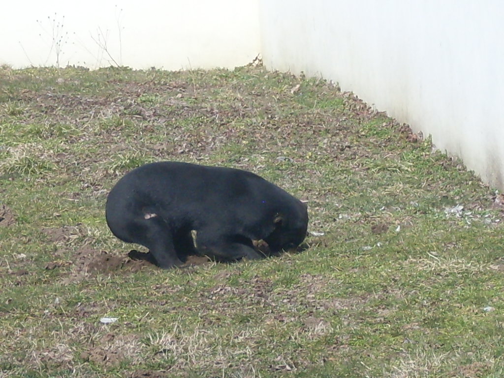 Malayan sun bear