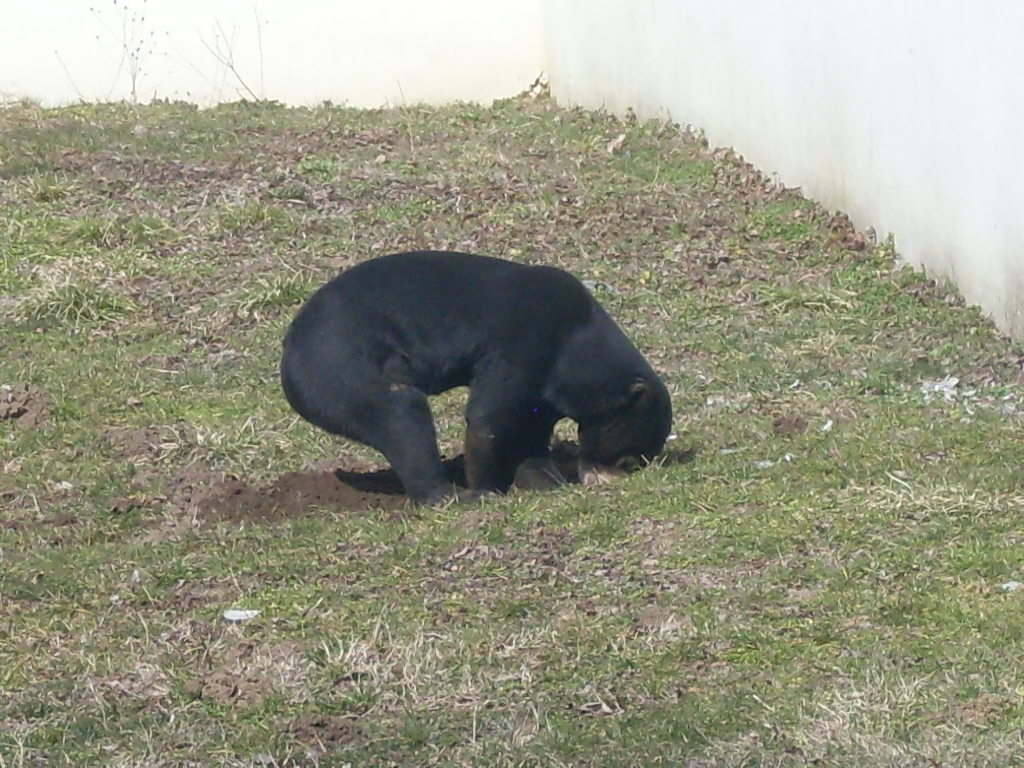 Malayan sun bear