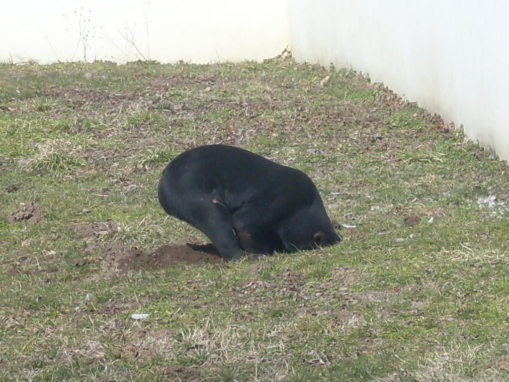 Malayan sun bear