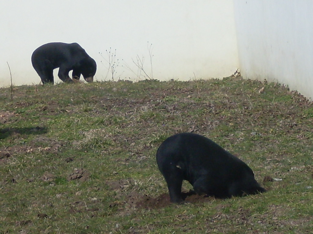 Malayan sun bear