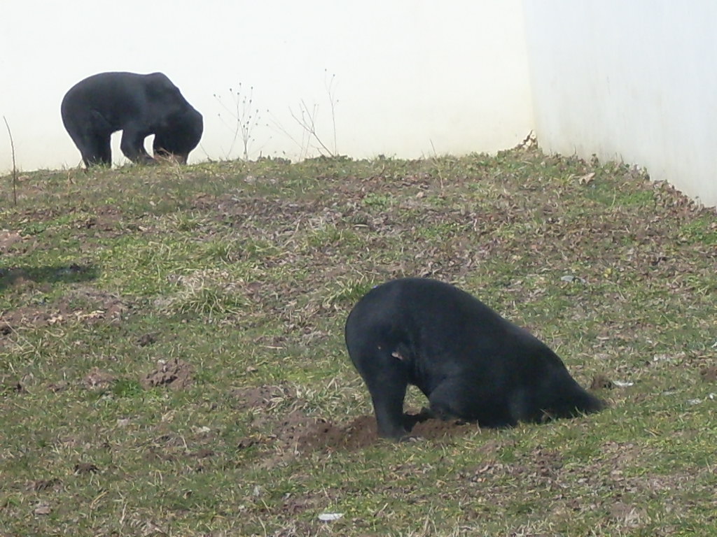 Malayan sun bear