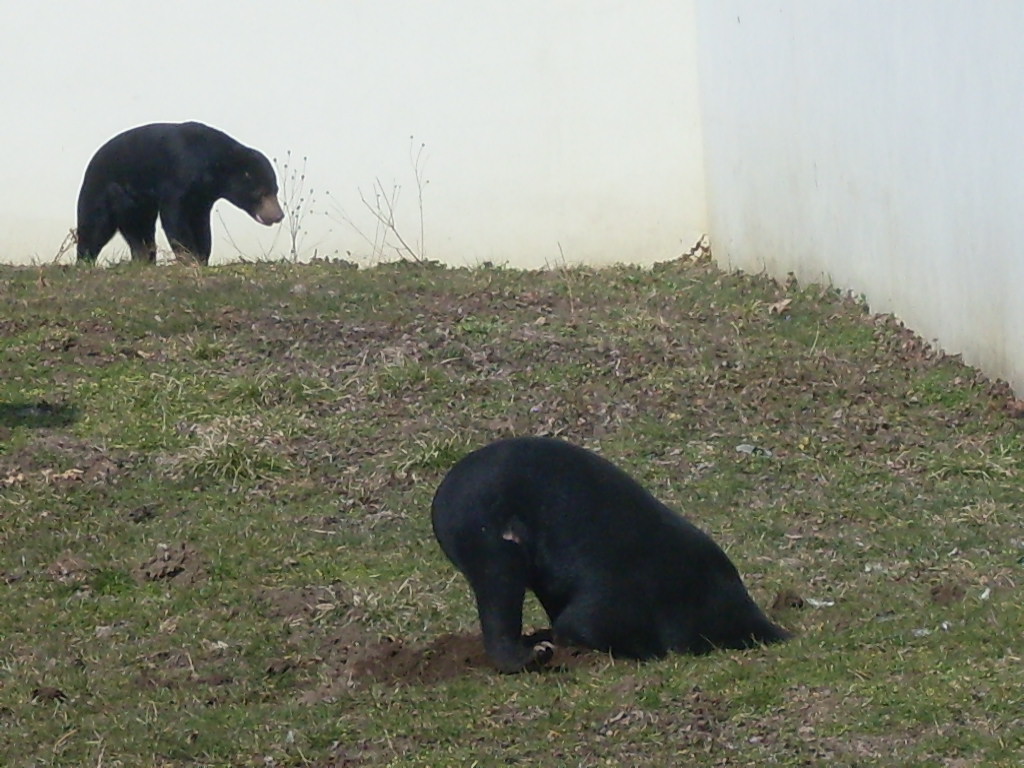 Malayan sun bear