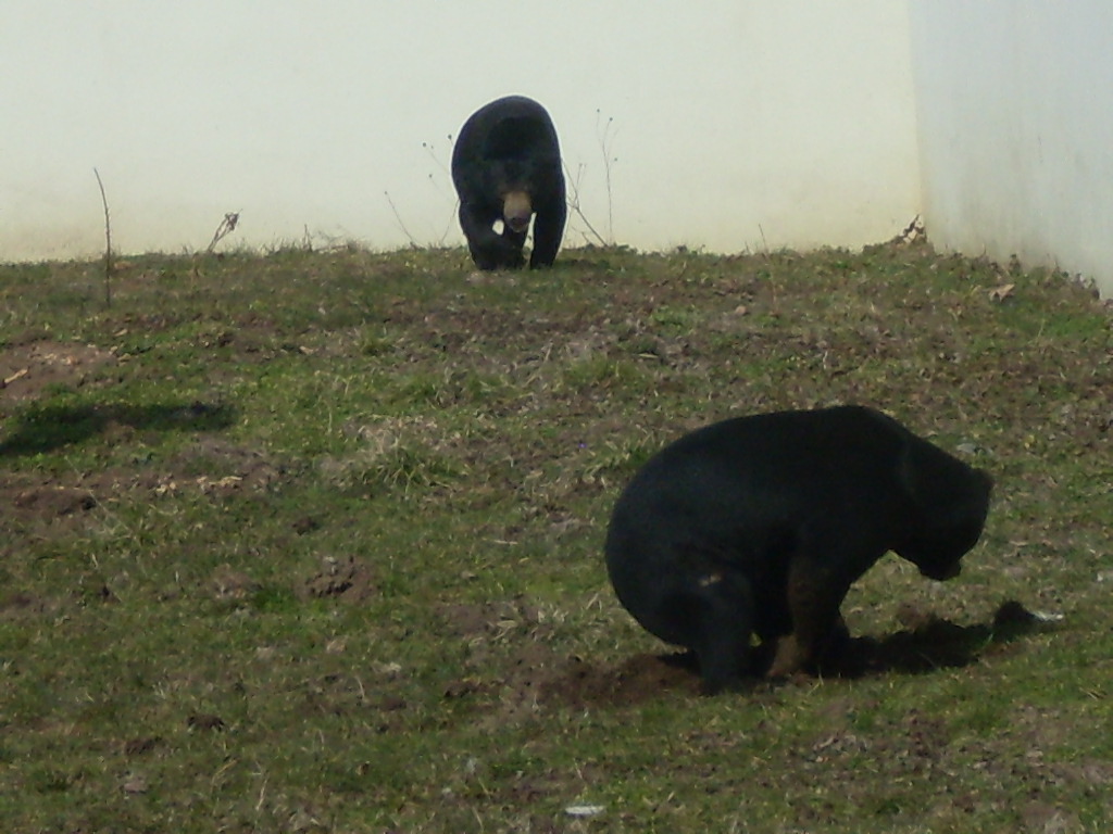 Malayan sun bear