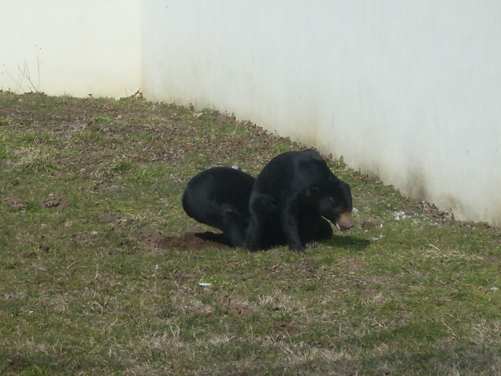 Malayan sun bear