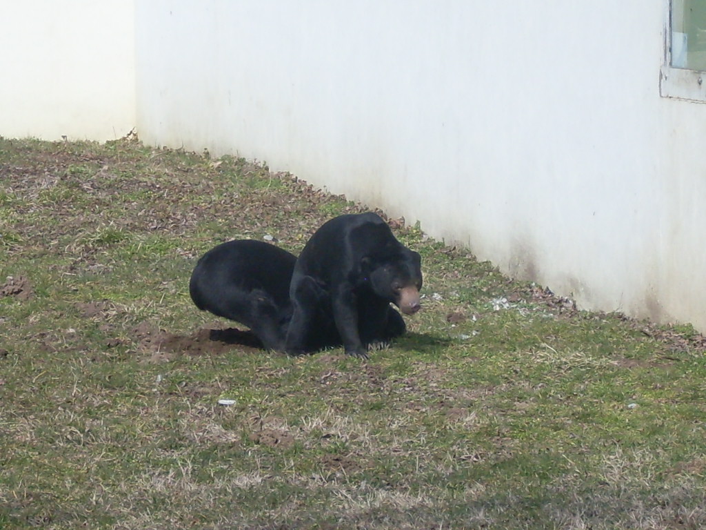 Malayan sun bear